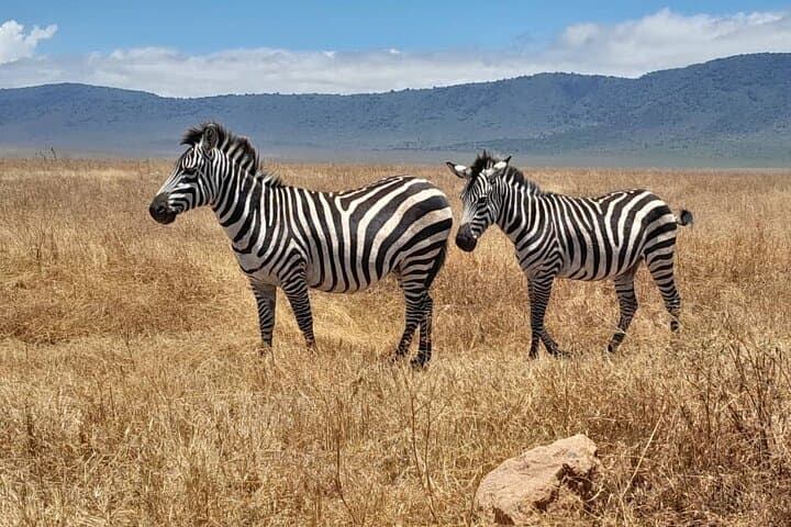 4-Day Private Safari to Serengeti & Ngorongoro — Big Five Crater Game Drives photo 3