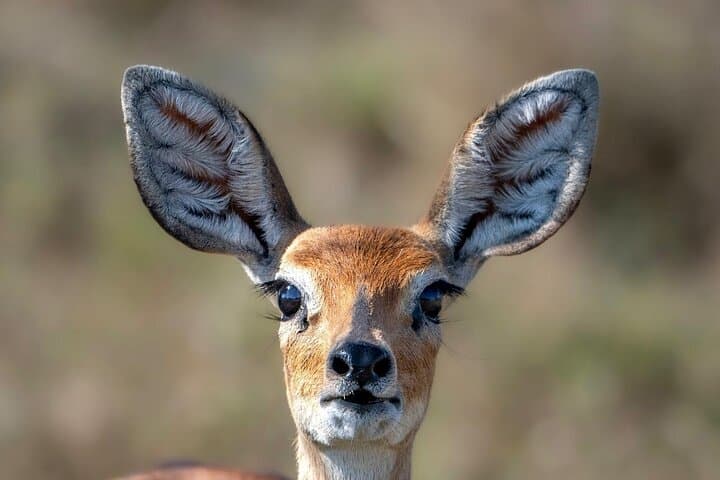 4-Day Private Safari to Serengeti & Ngorongoro — Big Five Crater Game Drives photo 6