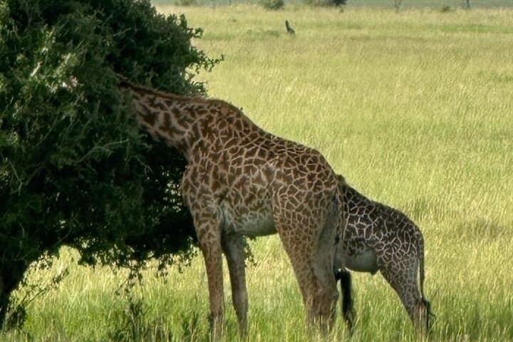3-Day Masai Mara Safari: Big Five Game Drives from Nairobi photo 2