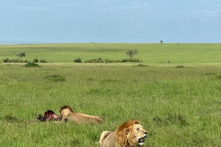 3-Day Masai Mara Safari: Big Five Game Drives from Nairobi photo 3