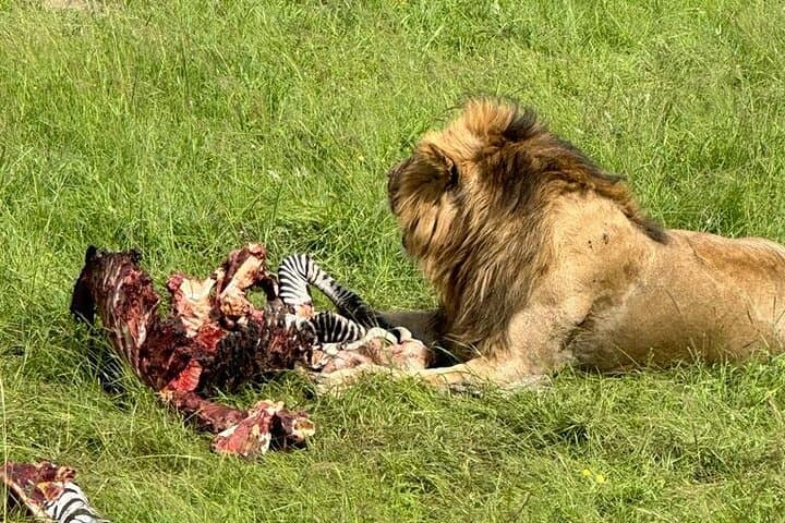 3-Day Masai Mara Safari: Big Five Game Drives from Nairobi photo 4