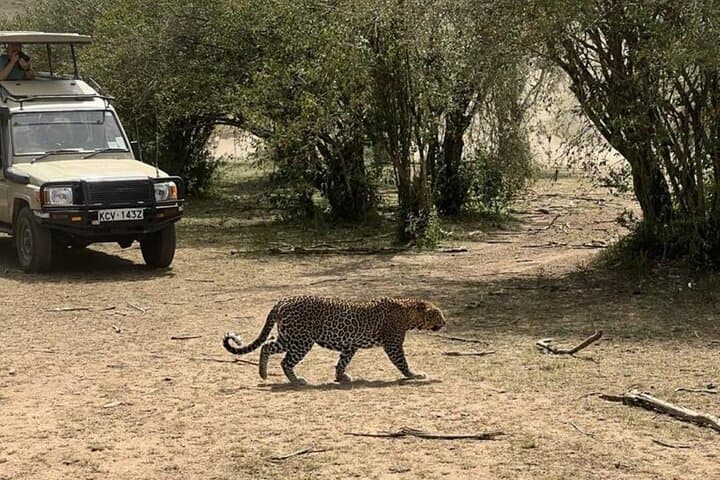 3-Day Masai Mara Safari: Big Five Game Drives from Nairobi photo 5