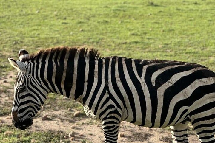 3-Day Masai Mara Safari: Big Five Game Drives from Nairobi photo 6