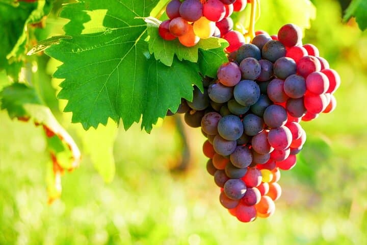 Provencal Market & Wine Tasting from Nice: Antibes, St‑Paul‑de‑Vence & Bellet photo 2