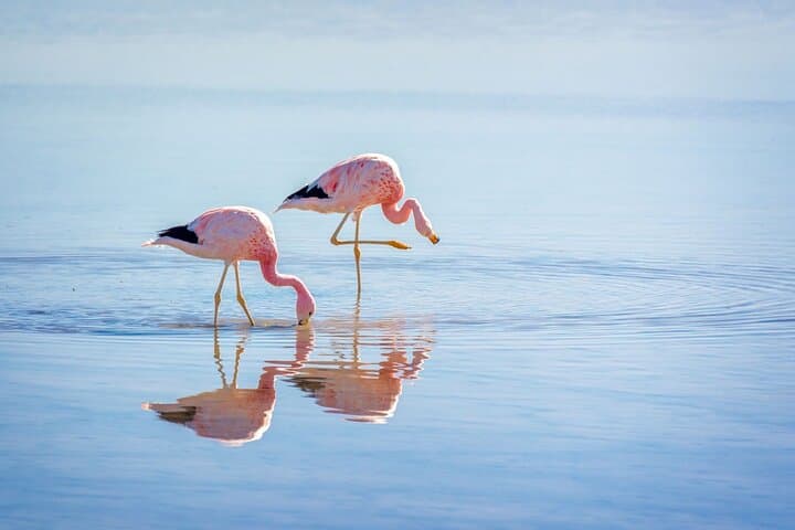 Atacama Altiplanic Lagoons, Piedras Rojas & Laguna Chaxa — One-Day Tour from San Pedro de Atacama photo 2