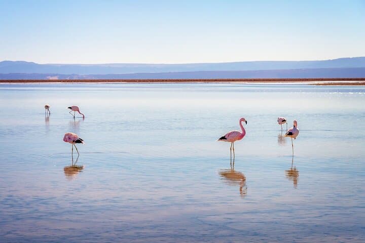 Atacama Altiplanic Lagoons, Piedras Rojas & Laguna Chaxa — One-Day Tour from San Pedro de Atacama photo 3