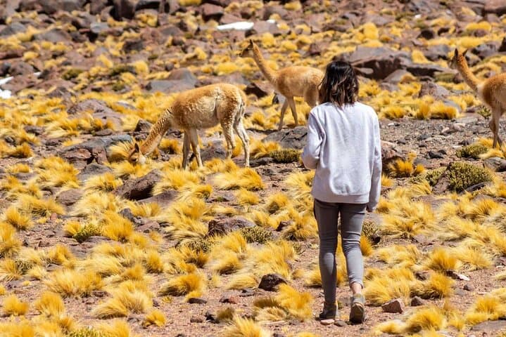 Atacama Altiplanic Lagoons, Piedras Rojas & Laguna Chaxa — One-Day Tour from San Pedro de Atacama photo 5