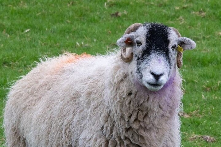 All Creatures Filming Locations Day Tour: Yorkshire Dales from York