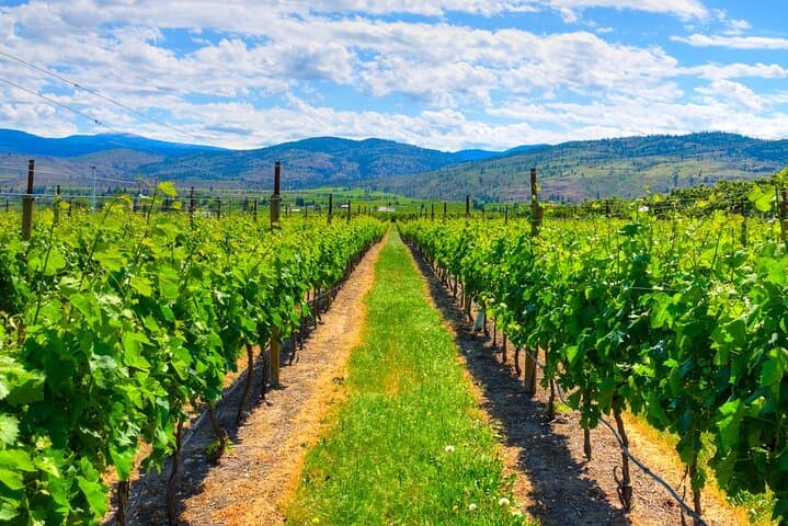 Private Fraser Valley Wine Tour from Vancouver — Backyard, Township 7 & Chaberton