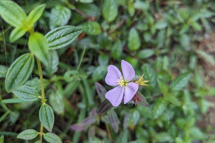 Magical Hike to Fresh Water Lake — Dominica's Mountain Lake Trek photo 6