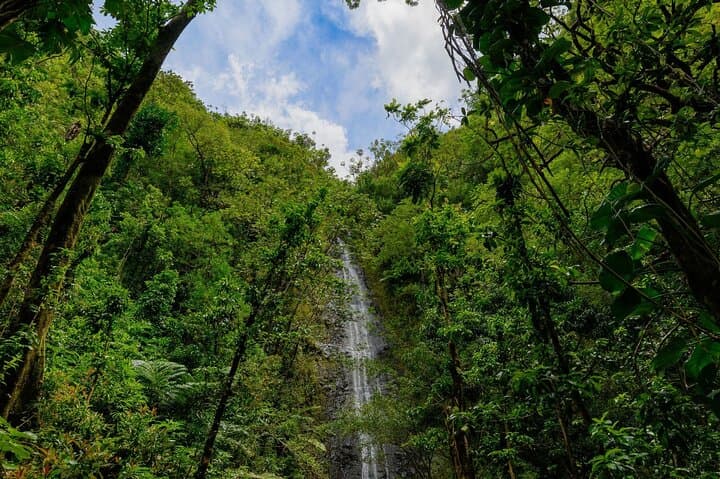 Diamond Head and Manoa Falls Hike — Waikiki Crater to Rainforest Waterfall photo 4