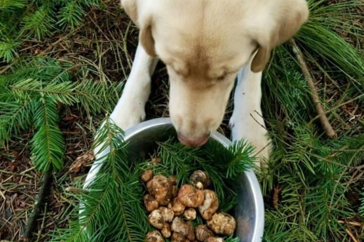 Willamette Valley Truffle Forage and Feast: Guided Truffle Hunting with Expert Dog photo 2