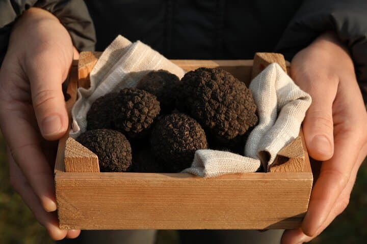Willamette Valley Truffle Forage and Feast: Guided Truffle Hunting with Expert Dog photo 3