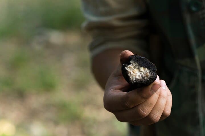 Willamette Valley Truffle Forage and Feast: Guided Truffle Hunting with Expert Dog photo 4