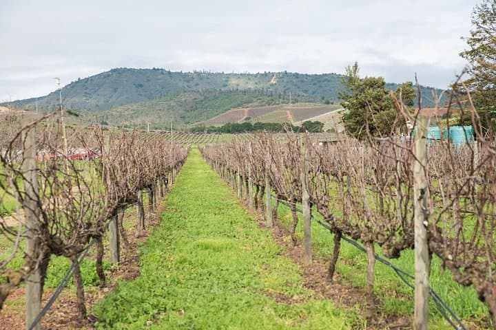 Casablanca Valley Premium Wine Tasting at Casas del Bosque with Private Transport photo 3