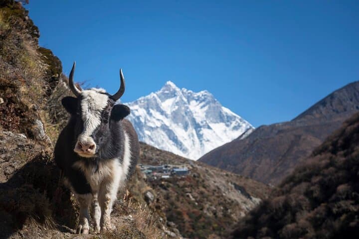 Everest Base Camp & Kala Patthar: 12-Day High-Altitude Trek photo 4