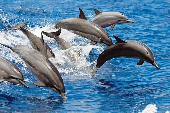 Dawn Dolphins and Gitgit Waterfall: North Bali Sunrise Swim & Snorkel photo 5