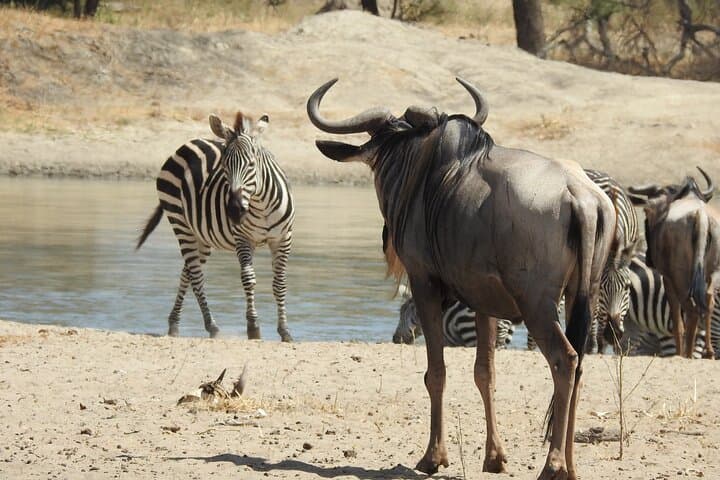 6-Day Private Northern Tanzania Safari: Lake Manyara, Serengeti & Ngorongoro photo 3