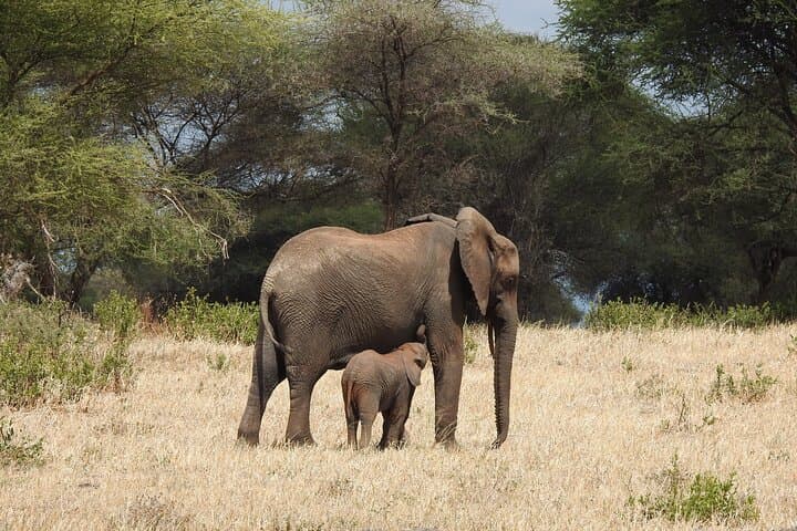 7-Day Private Tanzania Northern Circuit Safari: Serengeti, Ngorongoro & Lake Manyara