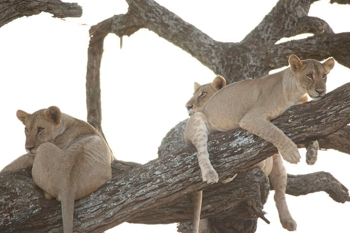 4-Day Private Serengeti and Ngorongoro Camping Safari from Arusha photo 2