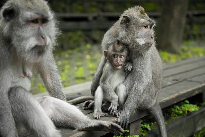 Bali ATV Adventure: Quad-Bike Through Rice Paddies & Sangeh Monkey Forest photo 3