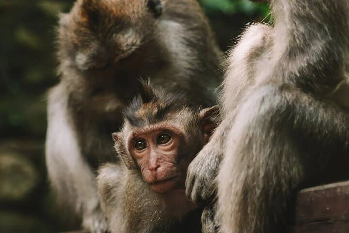 Ultimate Ubud One-Day Tour: Rice Terraces, Monkey Forest & Waterfall photo 6