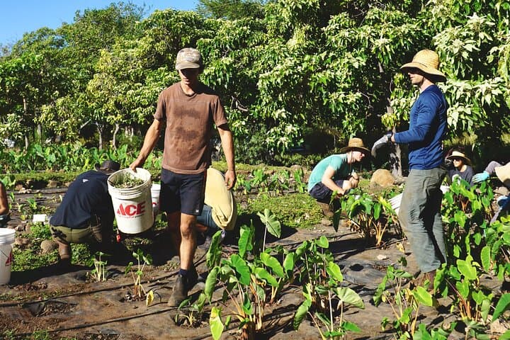 Hands-On Native Reforestation & Polynesian Agriculture Experience in Olowalu, Maui photo 3