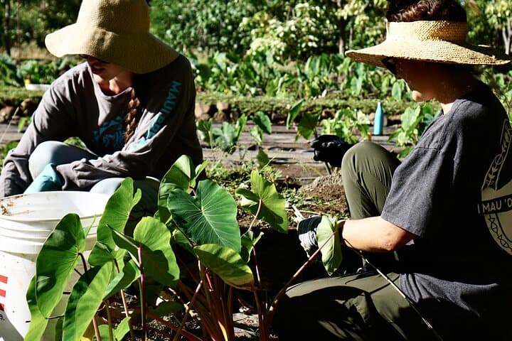 Hands-On Native Reforestation & Polynesian Agriculture Experience in Olowalu, Maui photo 4