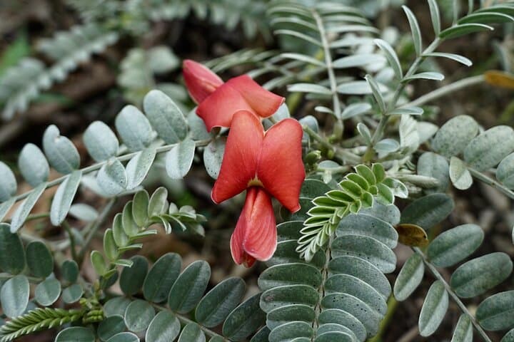 Hands-On Native Reforestation & Polynesian Agriculture Experience in Olowalu, Maui photo 5