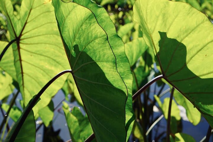 Hands-On Native Reforestation & Polynesian Agriculture Experience in Olowalu, Maui photo 2