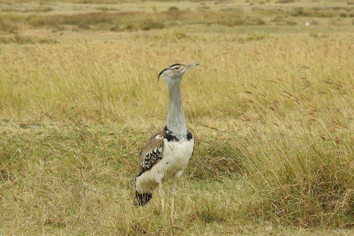 6-Day Private Northern Tanzania Safari: Lake Manyara, Serengeti & Ngorongoro photo 4