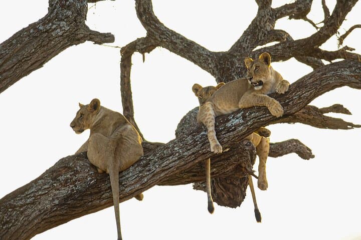 6-Day Private Northern Tanzania Safari: Lake Manyara, Serengeti & Ngorongoro