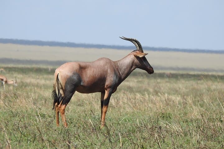 6-Day Private Northern Tanzania Safari: Lake Manyara, Serengeti & Ngorongoro photo 6