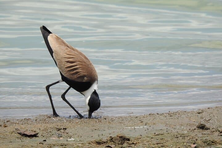 7-Day Private Tanzania Northern Circuit Safari: Serengeti, Ngorongoro & Lake Manyara photo 2