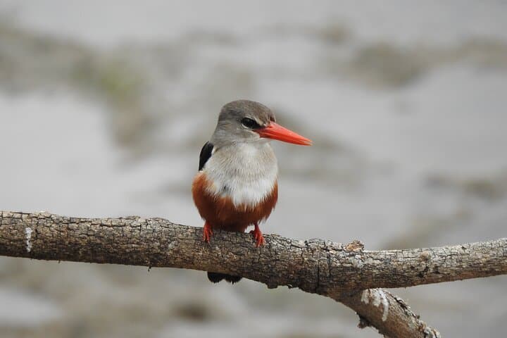 7-Day Private Tanzania Northern Circuit Safari: Serengeti, Ngorongoro & Lake Manyara photo 3