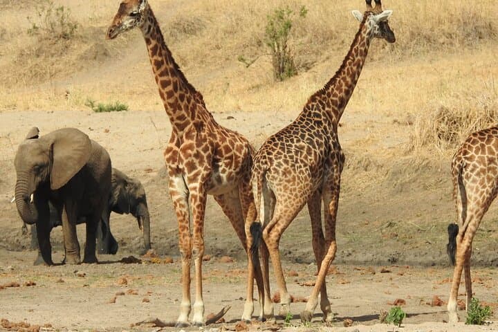 7-Day Private Tanzania Northern Circuit Safari: Serengeti, Ngorongoro & Lake Manyara photo 4