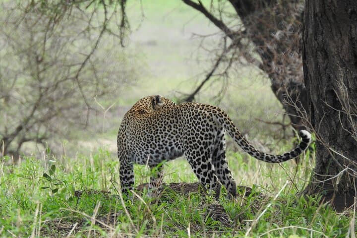 7-Day Private Tanzania Northern Circuit Safari: Serengeti, Ngorongoro & Lake Manyara photo 5