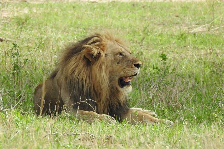 7-Day Private Tanzania Northern Circuit Safari: Serengeti, Ngorongoro & Lake Manyara photo 6