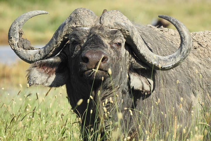 4-Day Private Serengeti and Ngorongoro Camping Safari from Arusha photo 1