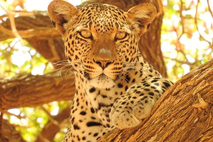 4-Day Private Serengeti and Ngorongoro Camping Safari from Arusha photo 3