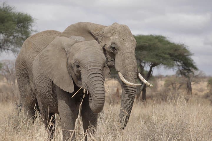 4-Day Private Serengeti and Ngorongoro Camping Safari from Arusha photo 4