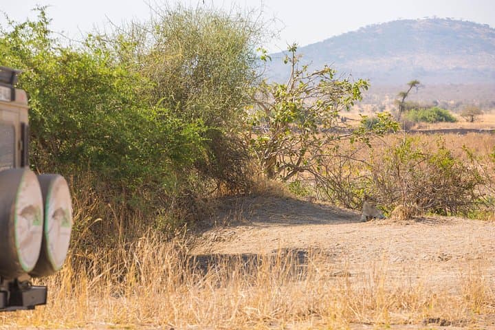 Zanzibar to Mikumi: One-Day Flight Safari into Tanzania’s Savannah photo 4