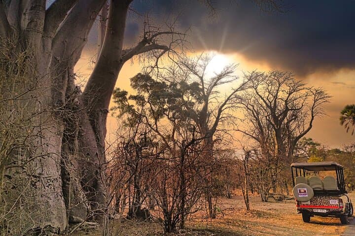 Vulture Safari & Baobab Tour at Victoria Falls National Park