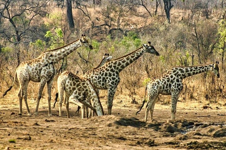 Private 3-Hour Game Drive in Zambezi National Park — Safari Near Victoria Falls photo 6