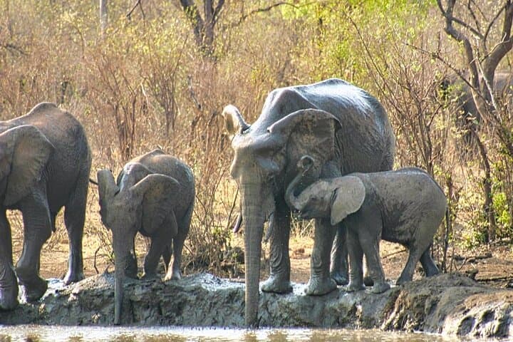 Private Game Drive with High Tea at Chamabondo — Victoria Falls Safari Experience photo 6