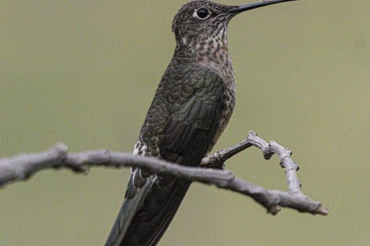 Antisana Condor-Watching Private Tour from Quito — Full-Day Andean Wildlife Safari photo 3