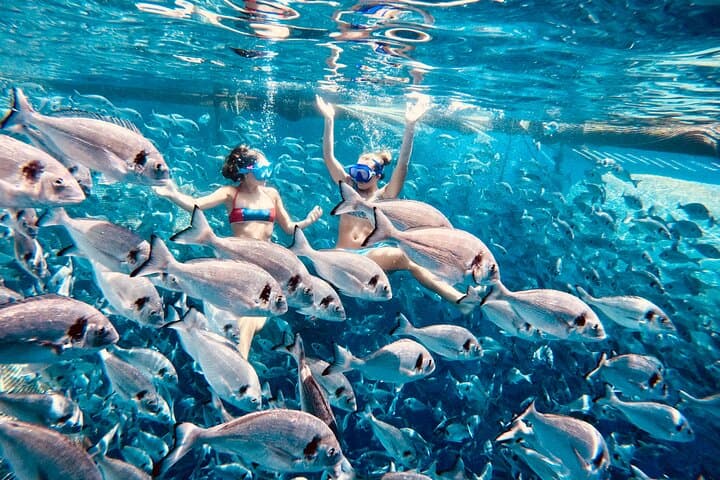 Kamiros Skala Marine Life Experience: Dolphin-Watching & Snorkel Cruise in Rhodes photo 1