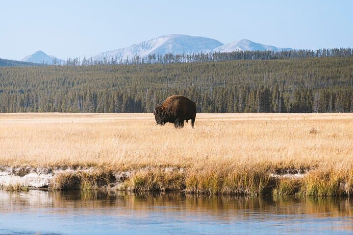 Yellowstone Small-Group Day Tour and Hike from Gardiner to Old Faithful and Grand Prismatic photo 5