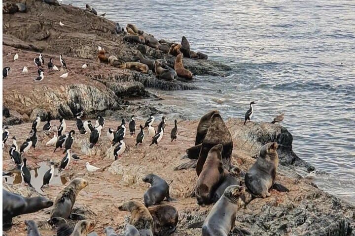 Beagle Channel Half-Day Tour to Isla de Lobos & Penguin Colony photo 3