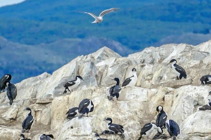 Beagle Channel Half-Day Tour to Isla de Lobos & Penguin Colony photo 4